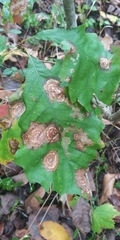 Cristulariella