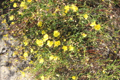 Crocanthemum scoparium