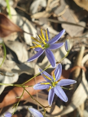 Dianella rara