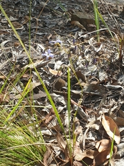 Dianella rara