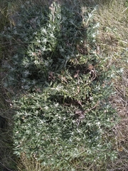 Senecio patagonicus
