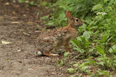 Sylvilagus floridanus