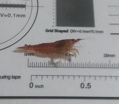 Neocaridina davidi