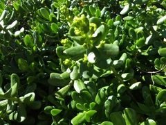 Sedum praealtum