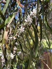 Agonis flexuosa