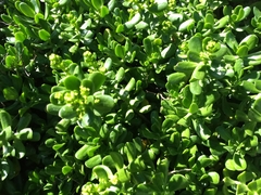 Sedum praealtum