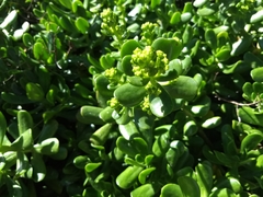 Sedum praealtum