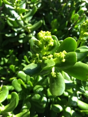 Sedum praealtum
