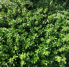 Sedum praealtum