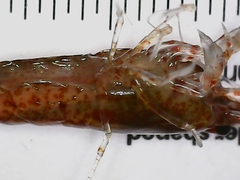 Neocaridina davidi