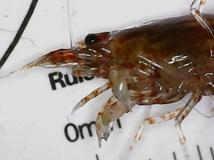 Neocaridina davidi