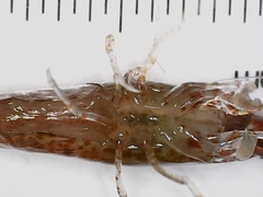 Neocaridina davidi