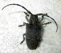 Crossotus stypticus