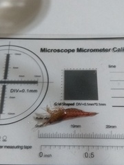 Neocaridina davidi