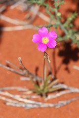 Calandrinia polyandra