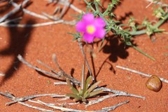 Calandrinia polyandra