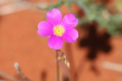 Calandrinia polyandra