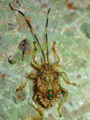 Urostylididae
