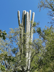 Cephalocereus senilis