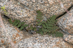 Myriopteris covillei