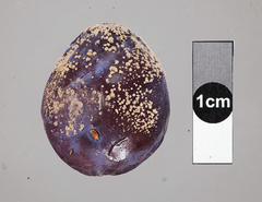 Monilinia fructicola