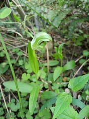 Pterostylis areolata