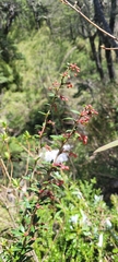 Berberis trigona