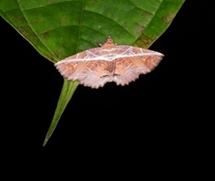 Eugnathia diagonalis