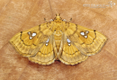 Cacographis osteolalis