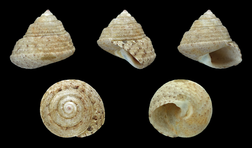 Steromphala albida