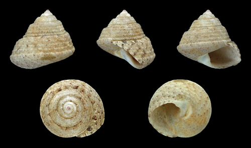 Gibbule blanche, Troque blanchâtre