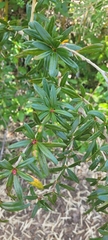 Berberis trigona