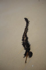 Cystophora moniliformis