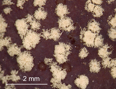 Monilinia fructicola