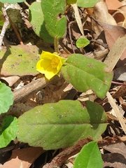 Hibbertia dentata