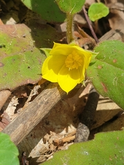 Hibbertia dentata
