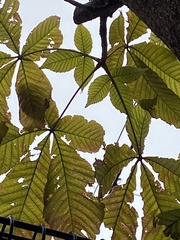 Aesculus turbinata