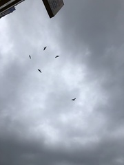 Milvus migrans formosanus