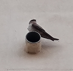 Ptyonoprogne fuligula