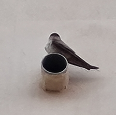 Ptyonoprogne fuligula