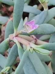 Sesuvium portulacastrum