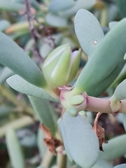 Sesuvium portulacastrum