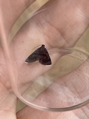 Mestolobes chrysomolybdoides