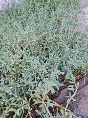 Sesuvium portulacastrum