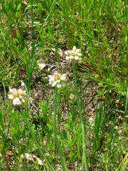 Fabaceae