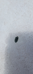 Sinopla perpunctatus