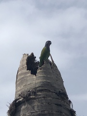 Pionus menstruus