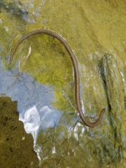 Carphophis amoenus amoenus