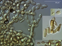 Monilinia fructicola