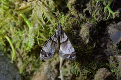 Eudonia choristis